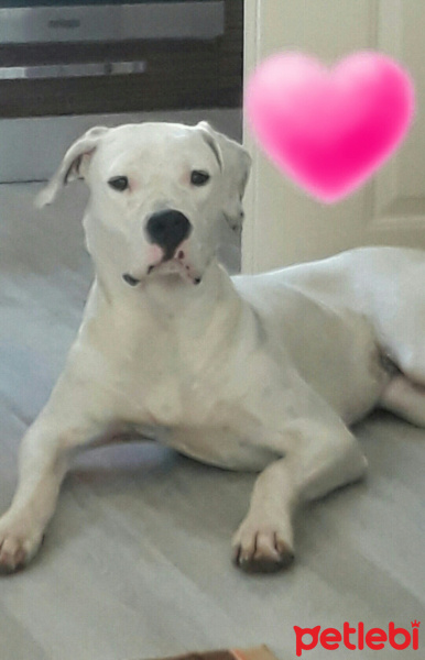 Dogo Arjantin, Köpek  Shila fotoğrafı