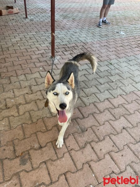 Sibirya Kurdu (Husky), Köpek  Mia fotoğrafı