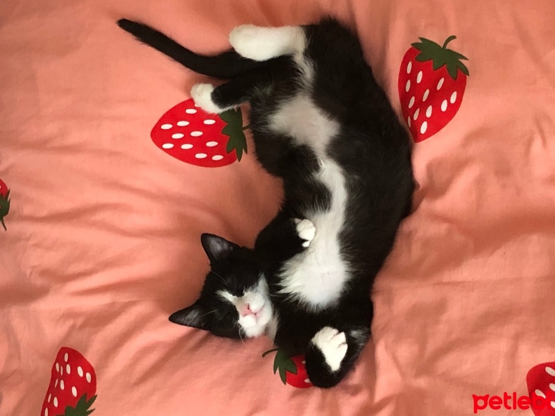 Tuxedo (Smokin) Kedi, Kedi  Paşa fotoğrafı
