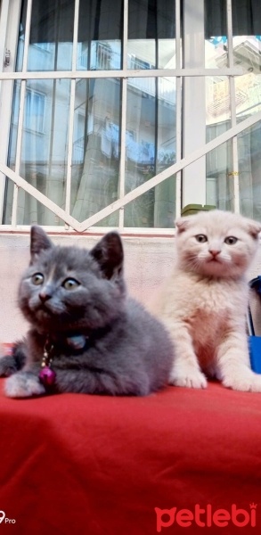 British Shorthair, Kedi  harley fotoğrafı