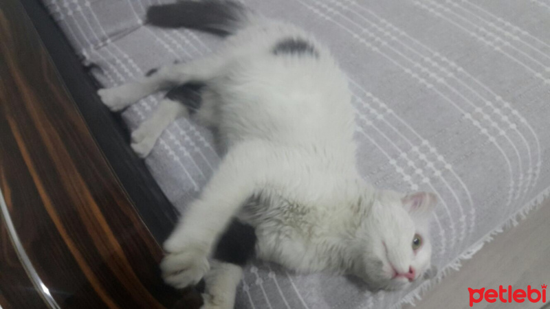 Tekir Kedi, Kedi  İsmi yok fotoğrafı