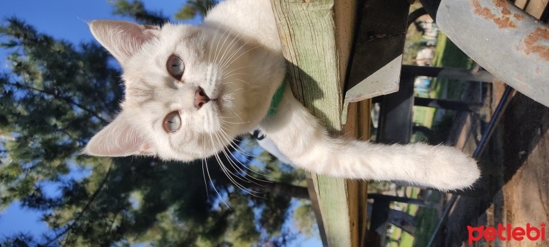 British Shorthair, Kedi  Ares fotoğrafı
