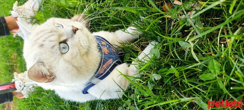 British Shorthair, Kedi  Ares fotoğrafı