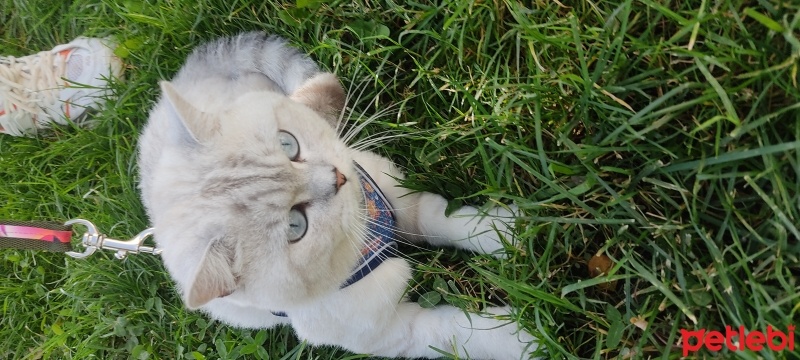 British Shorthair, Kedi  Ares fotoğrafı