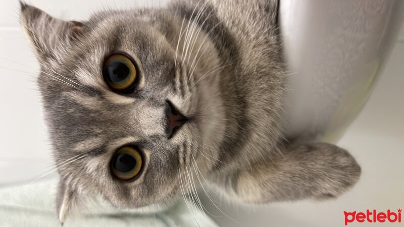 Scottish Fold, Kedi  Toffee fotoğrafı