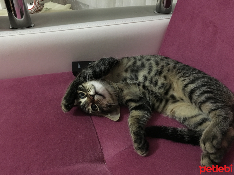 Tekir Kedi, Kedi  Minnoş fotoğrafı