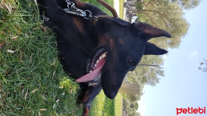 Doberman Pinscher, Köpek  Boyka fotoğrafı