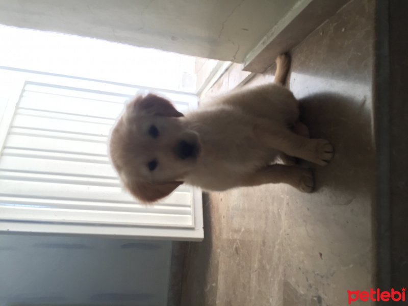 Golden Retriever, Köpek  Lucy fotoğrafı