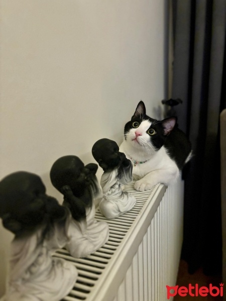 Tekir Kedi, Kedi  Pascal fotoğrafı