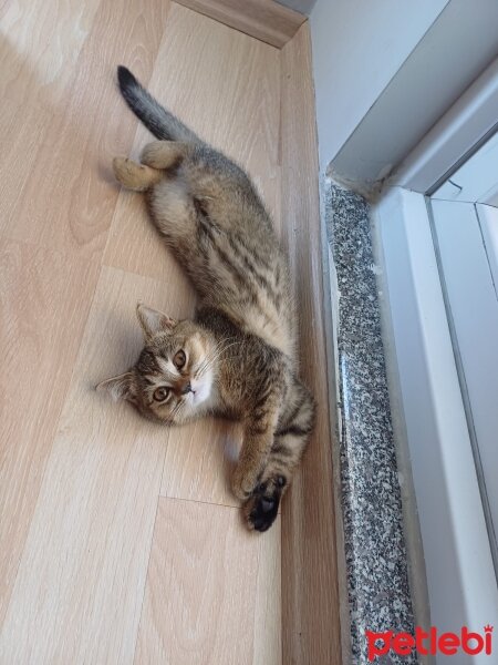 British Shorthair, Kedi  Küba fotoğrafı