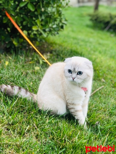 Scottish Fold, Kedi  Gündüz fotoğrafı
