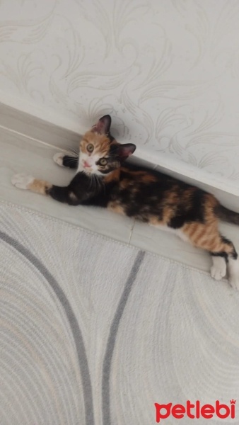 Tekir Kedi, Kedi  Loya fotoğrafı