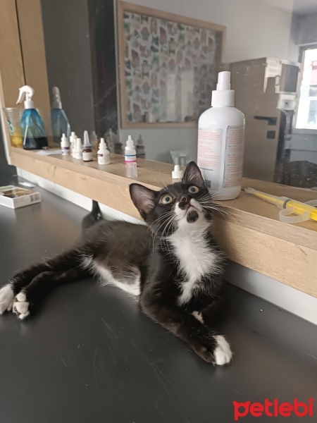 Tekir Kedi, Kedi  Kaju fotoğrafı