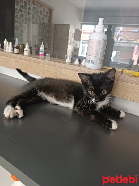 Tekir Kedi, Kedi  Kaju fotoğrafı