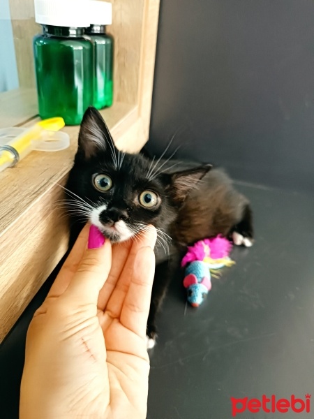 Tekir Kedi, Kedi  Kaju fotoğrafı