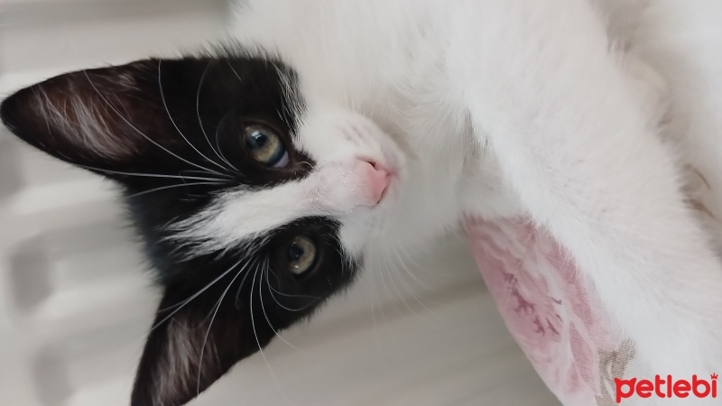 Tekir Kedi, Kedi  Badem fotoğrafı