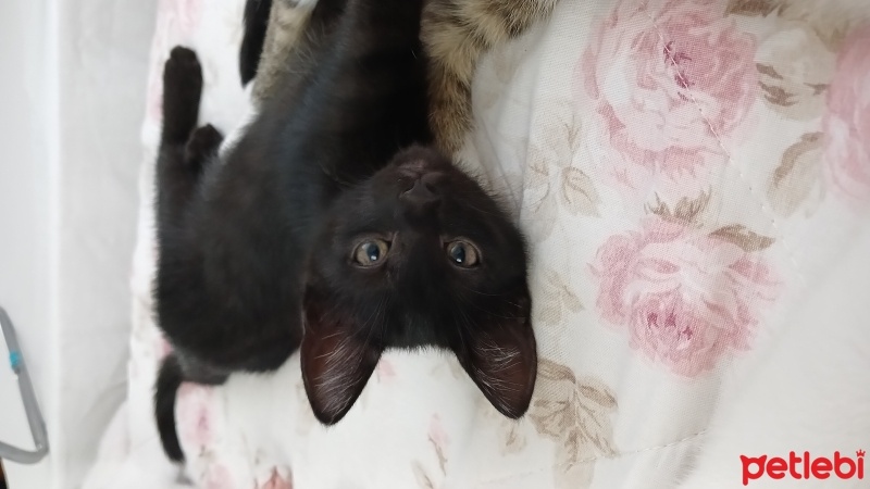 Tekir Kedi, Kedi  Gece fotoğrafı