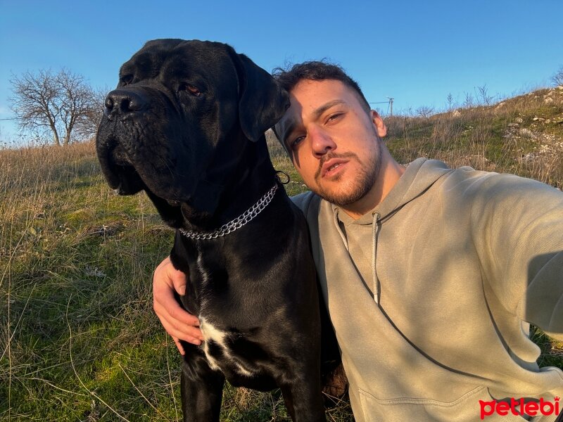 Cane Corso Italiano, Köpek  Ejder fotoğrafı