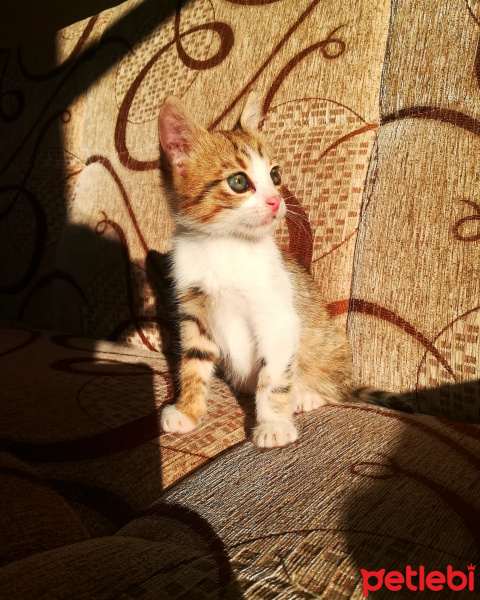 Tekir Kedi, Kedi  Kısmet fotoğrafı