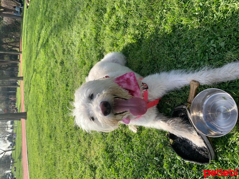 Poodle(Standart Kaniş), Köpek  Lily fotoğrafı