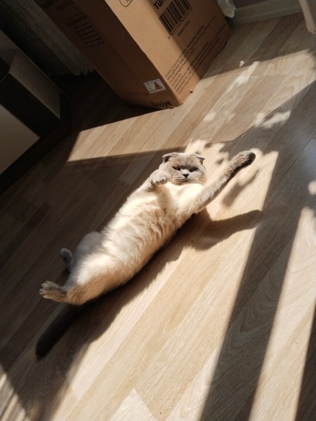 Scottish Fold, Kedi  Peynir😅 fotoğrafı