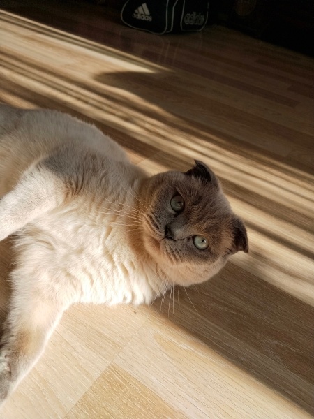 Scottish Fold, Kedi  Peynir😅 fotoğrafı