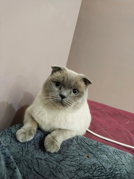 Scottish Fold, Kedi  Peynir😅 fotoğrafı