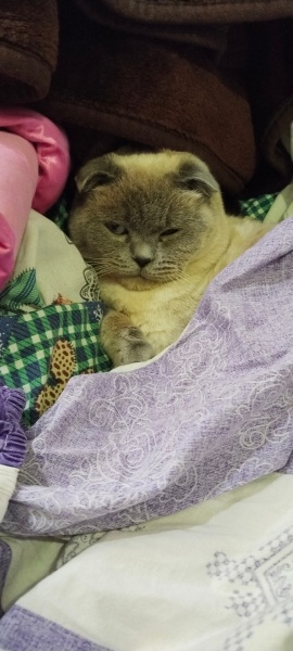 Scottish Fold, Kedi  Peynir😅 fotoğrafı