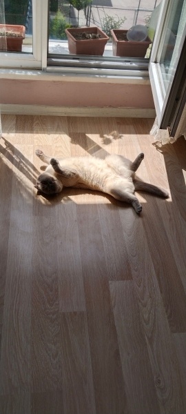 Scottish Fold, Kedi  Peynir😅 fotoğrafı