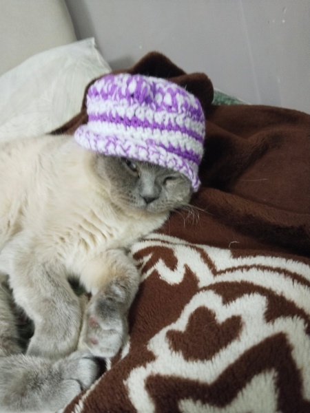 Scottish Fold, Kedi  Peynir😅 fotoğrafı