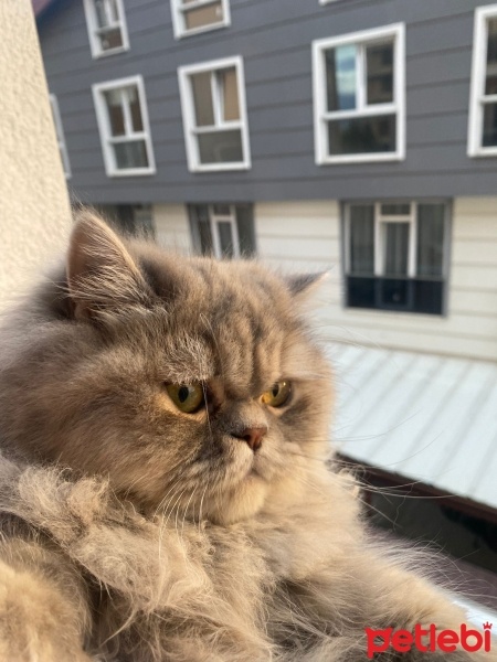 British Longhair, Kedi  Şila fotoğrafı