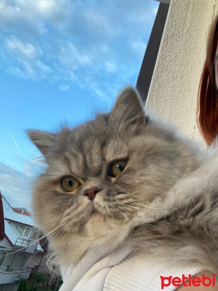 British Longhair, Kedi  Şila fotoğrafı