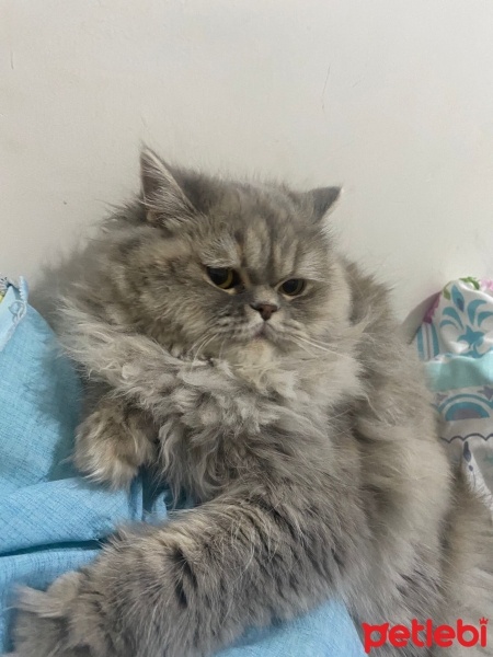 British Longhair, Kedi  Şila fotoğrafı