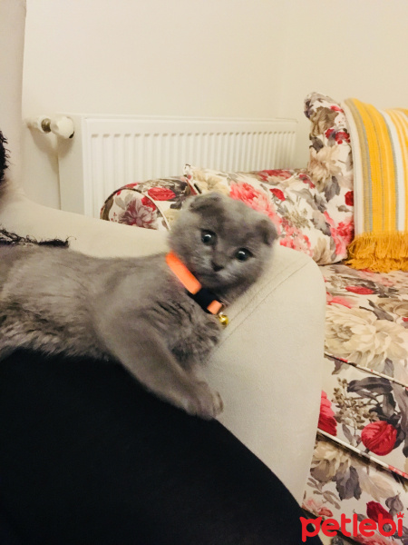 Scottish Fold, Kedi  Duman fotoğrafı
