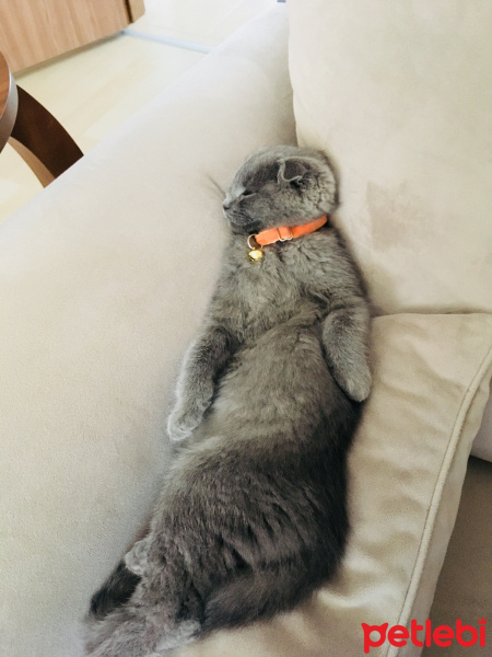 Scottish Fold, Kedi  Duman fotoğrafı