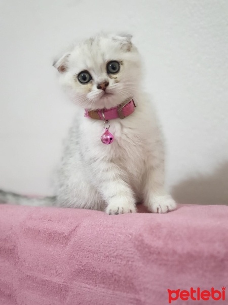 British Shorthair, Kedi  Şeker fotoğrafı