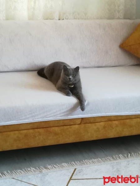 British Shorthair, Kedi  Hira fotoğrafı