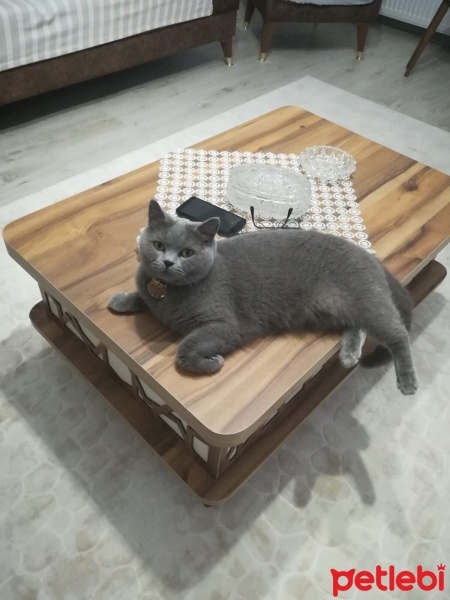 British Shorthair, Kedi  Hira fotoğrafı