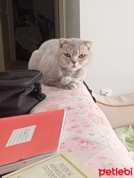 Scottish Fold, Kedi  Mia fotoğrafı
