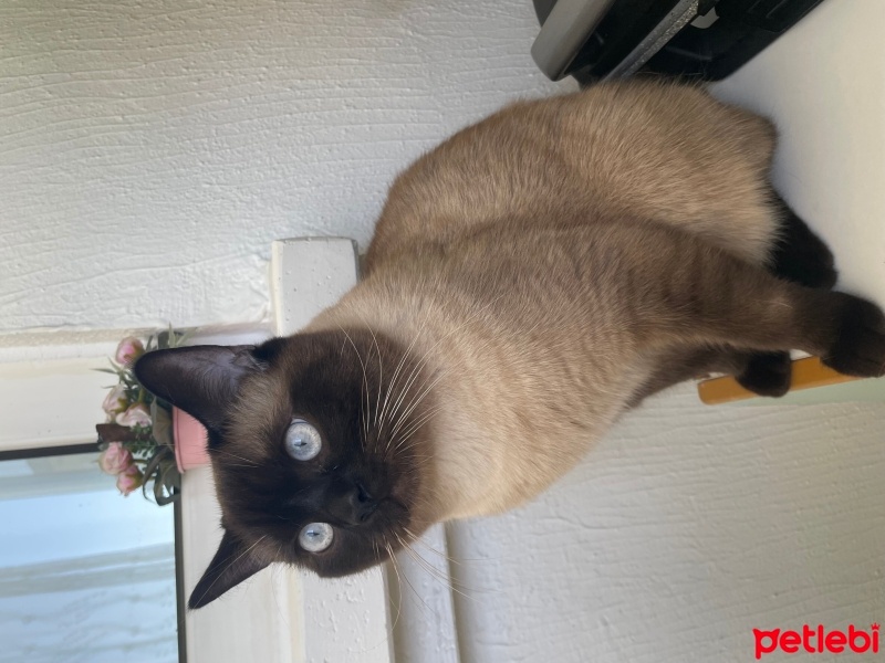 Siyam Kedisi, Kedi  Ponçik fotoğrafı
