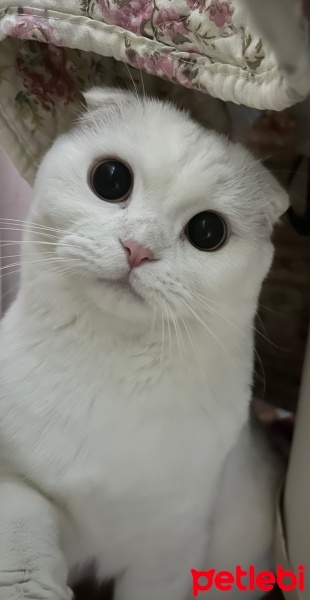 Scottish Fold, Kedi  Pufi fotoğrafı