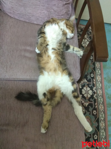 Maine Coon, Kedi  Mio fotoğrafı