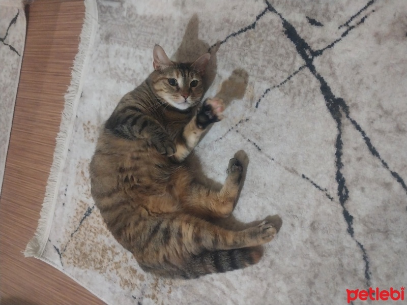 Tekir Kedi, Kedi  Boncuk fotoğrafı