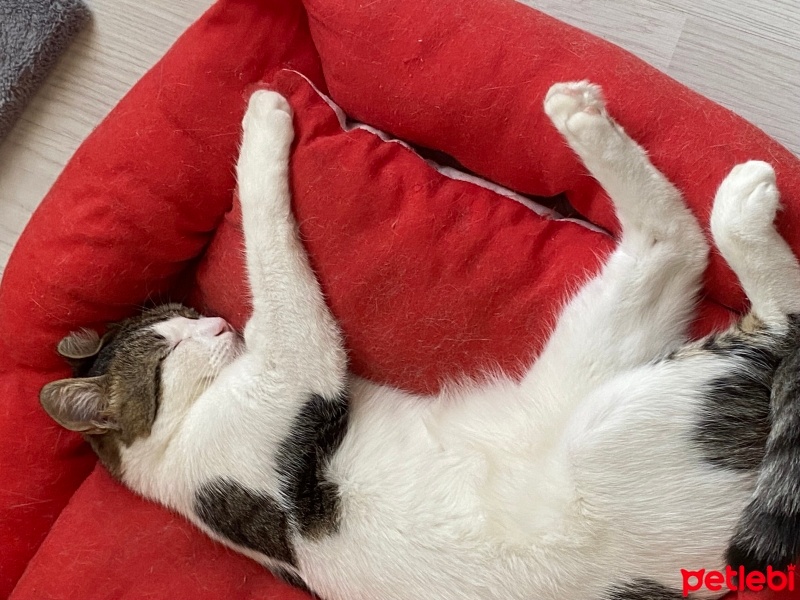 Tekir Kedi, Kedi  Minnoş acil yuva aranıyor fotoğrafı