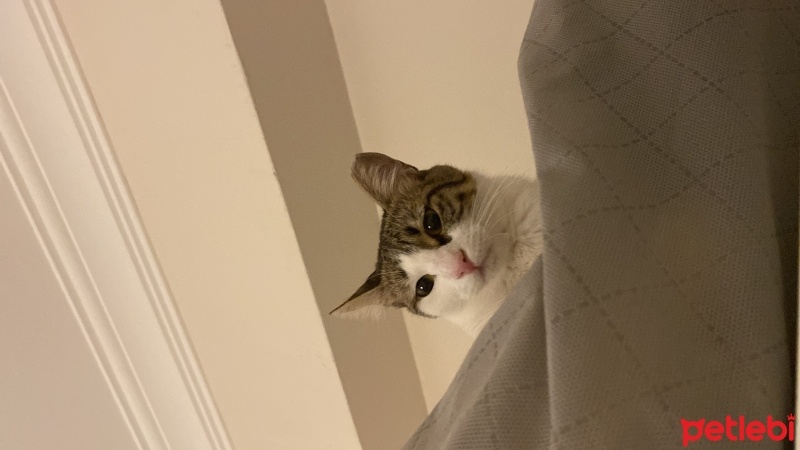 Tekir Kedi, Kedi  Minnoş acil yuva aranıyor fotoğrafı