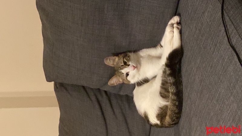 Tekir Kedi, Kedi  Minnoş acil yuva aranıyor fotoğrafı