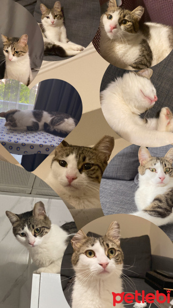 Tekir Kedi, Kedi  Minnoş acil yuva aranıyor fotoğrafı