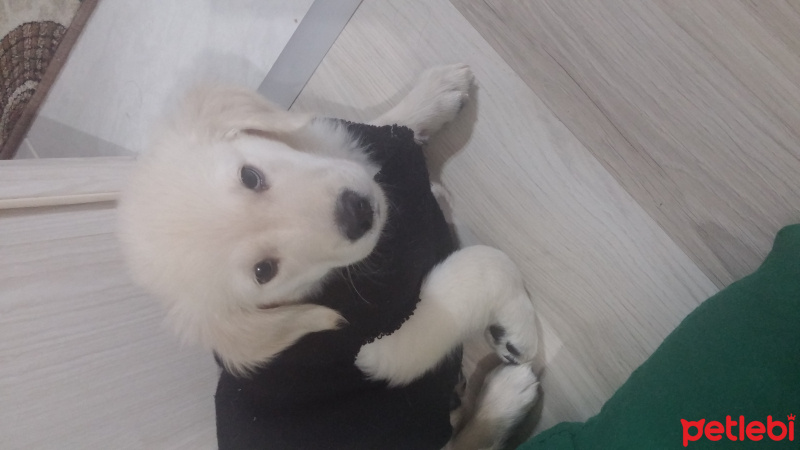 Golden Retriever, Köpek  Maya fotoğrafı