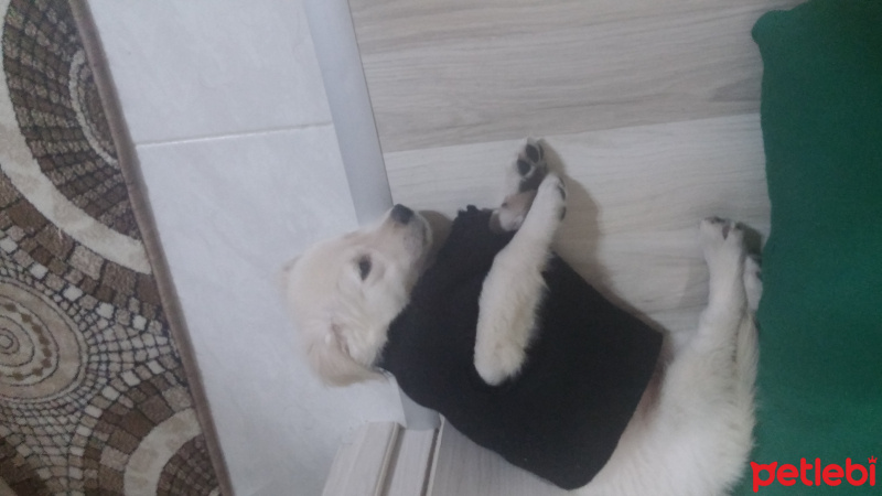 Golden Retriever, Köpek  Maya fotoğrafı
