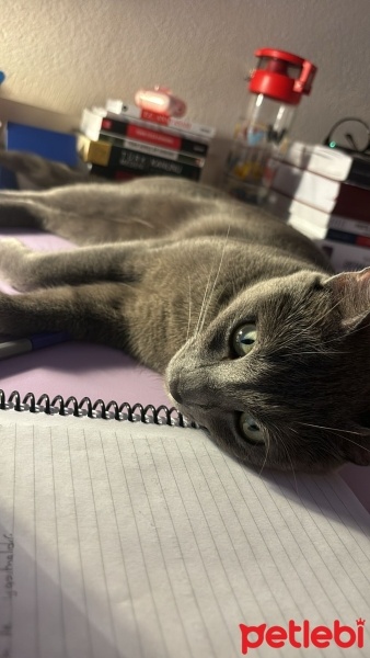 Mavi Rus, Kedi  ŞANSLI fotoğrafı